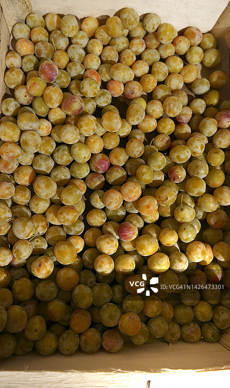 散落的米拉贝尔李子图片素材