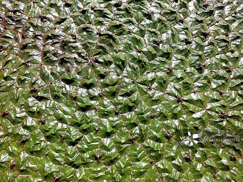 芡实叶子特写图片素材