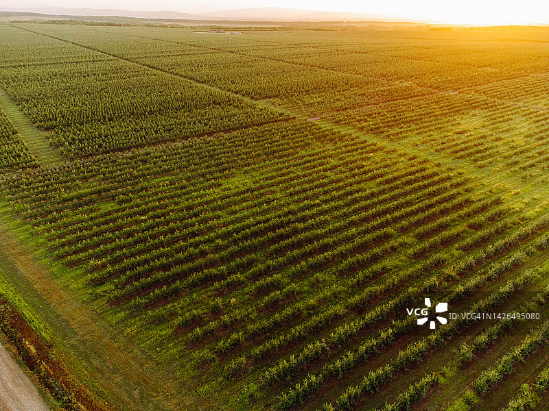 无人机视角下的夏日日落时分的巨大苹果园图片素材