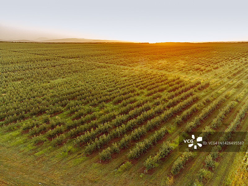 无人机视角下的夏日日落时分的巨大苹果园图片素材