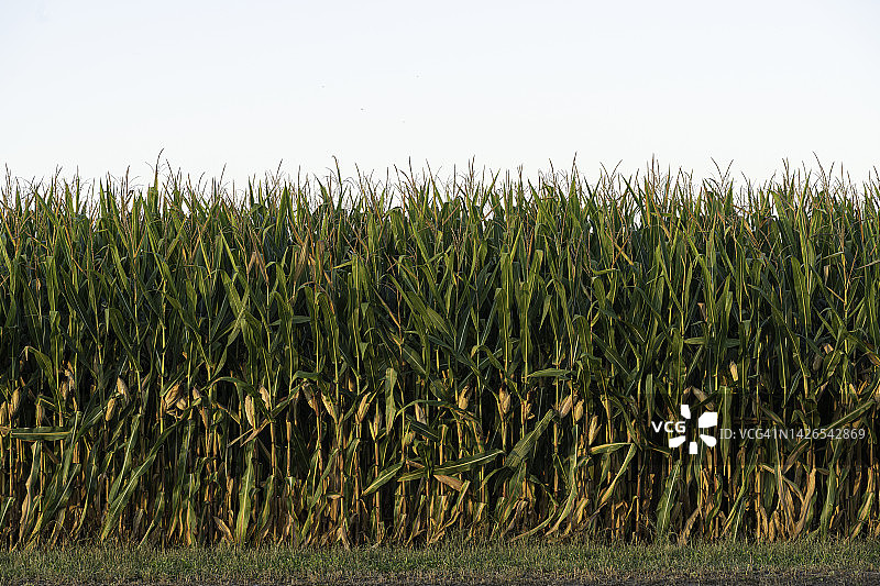 田野里的玉米排图片素材