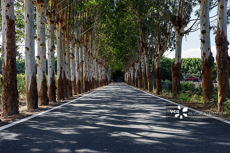 路边的树木图片素材