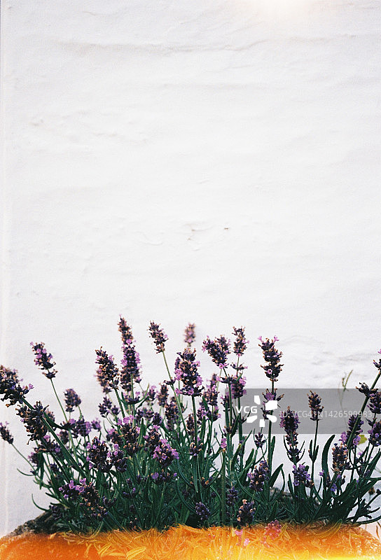 白色背景上盛开的薰衣草图片素材