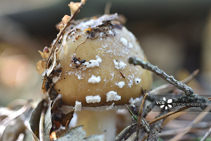 豹斑鹅膏菌图片素材