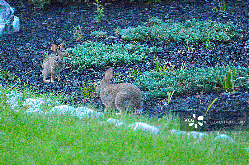 东部棉尾兔图片素材