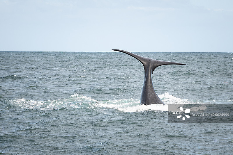 南非露脊鲸尾巴图片素材