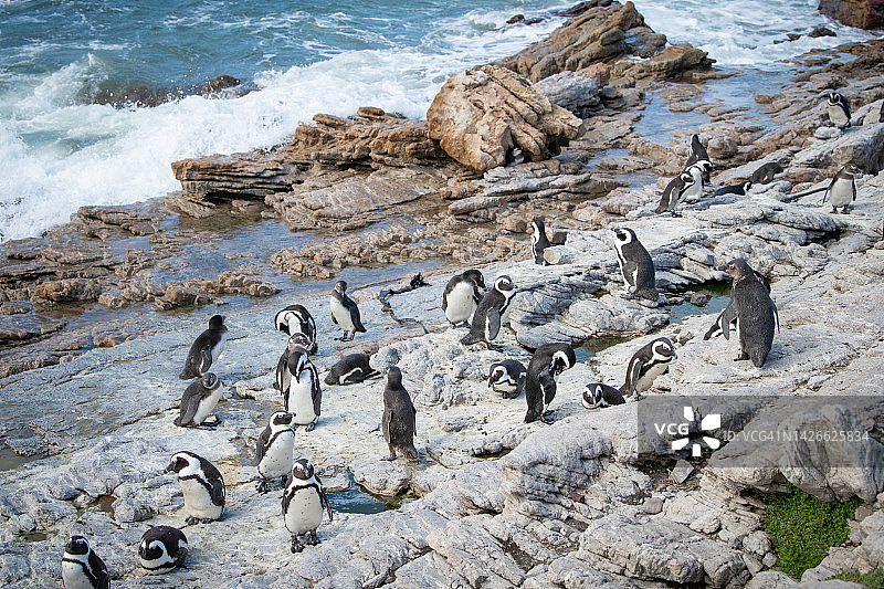 南非企鹅图片素材