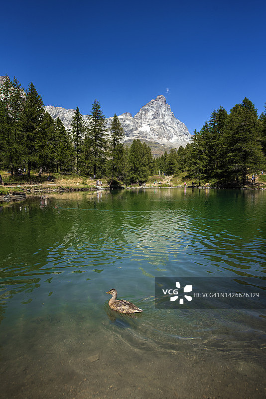 马特洪峰（切尔维尼亚）在蓝湖中的倒影，鸭子在意大利瓦尔图南什切尔维尼亚村外游泳图片素材