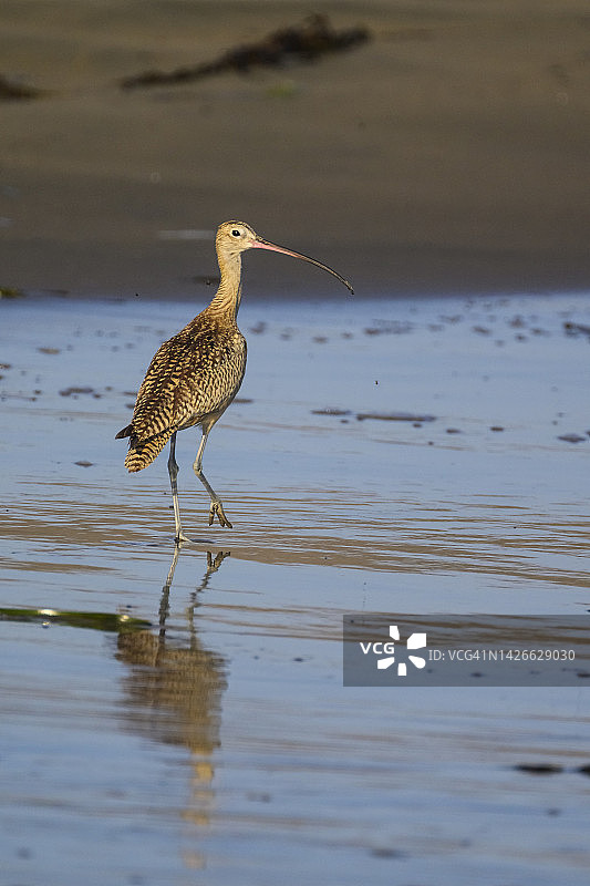 族麻鹬图片素材
