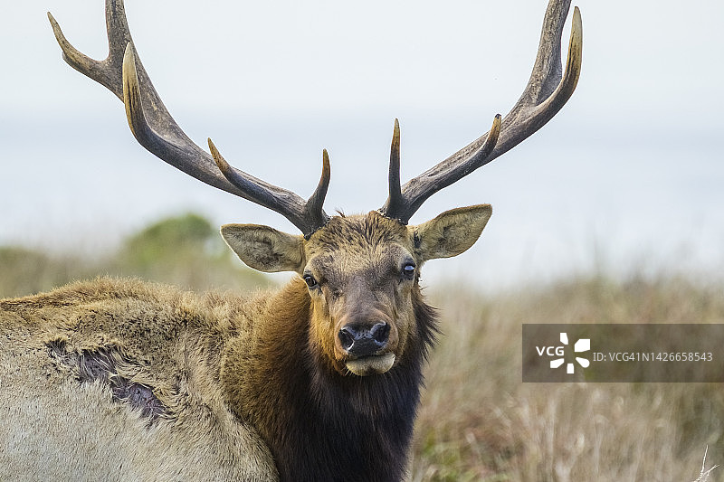 图莱麋鹿图片素材