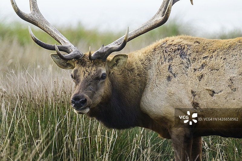 图莱麋鹿图片素材