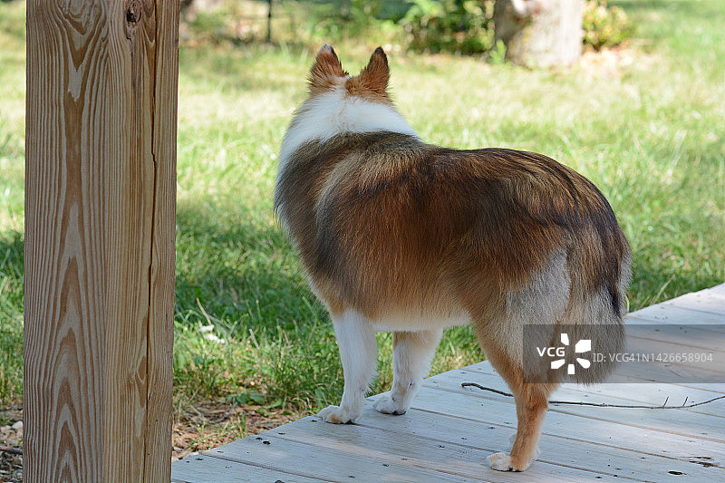 设特兰牧羊犬看守图片素材
