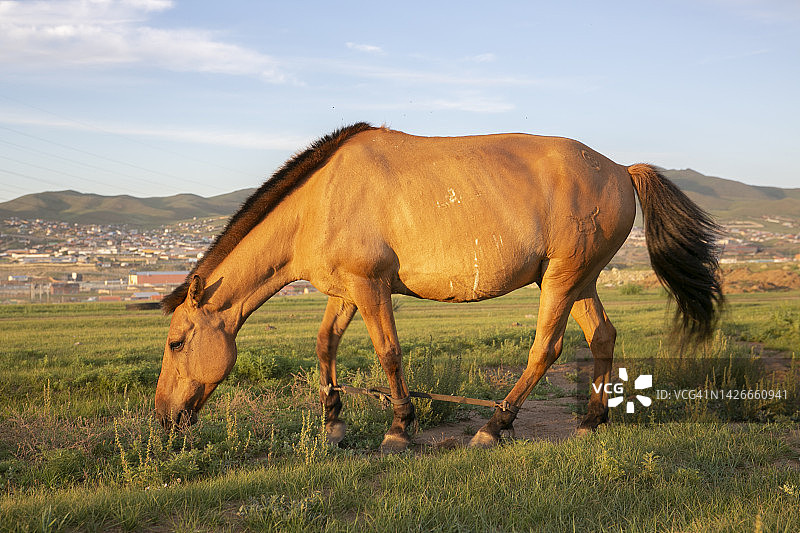 骏马在乌兰巴托郊外吃草图片素材