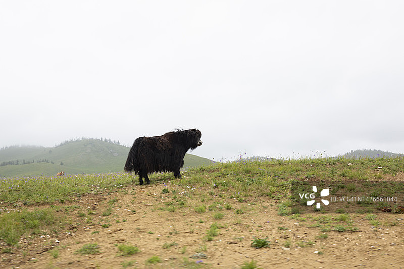 蒙古山顶上的牦牛图片素材