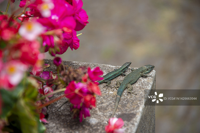 在葡萄牙马德拉岛丰沙尔享受阳光的蜥蜴图片素材