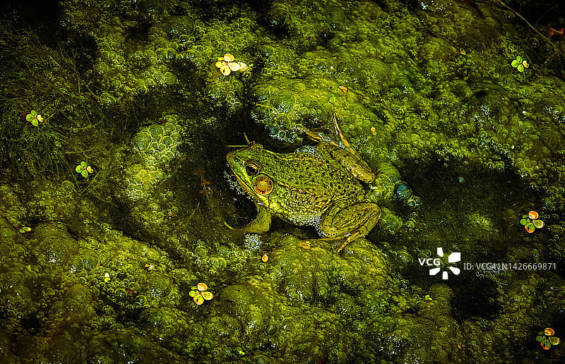 绿色气泡背景中的一只青蛙图片素材