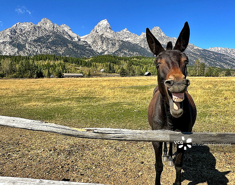 在提顿峰前微笑的骡子图片素材