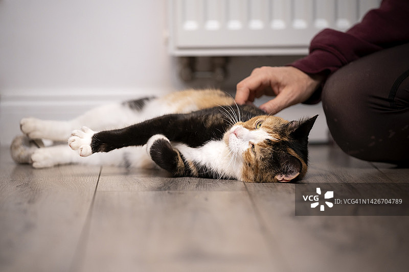 男人爱抚他的小猫图片素材