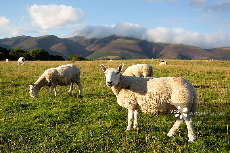 凯斯威克绵羊看着镜头图片素材