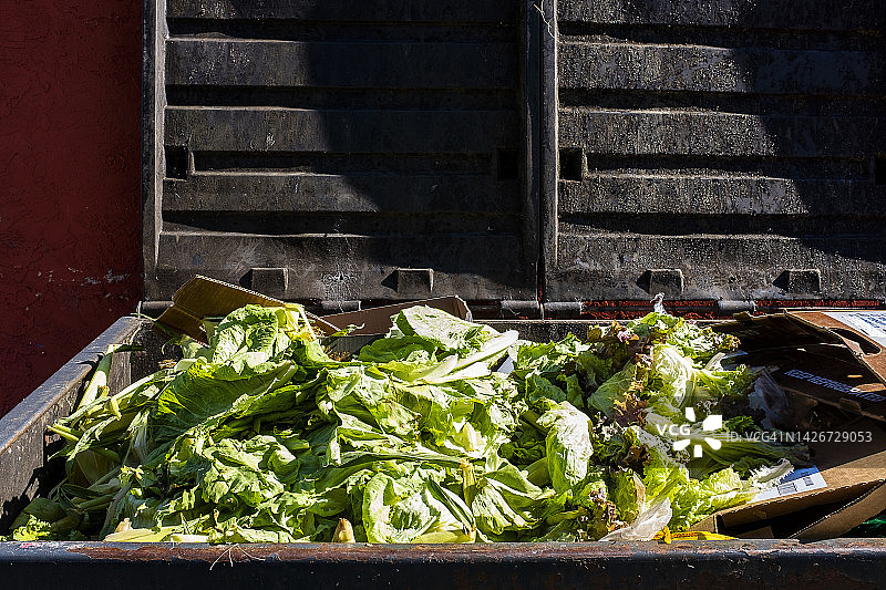 垃圾中的生菜图片素材
