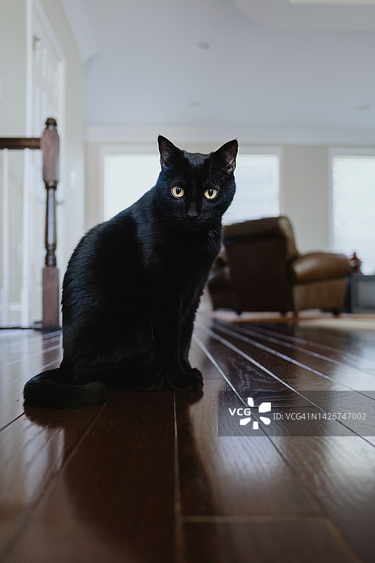 黑猫坐在地板上看镜头图片素材