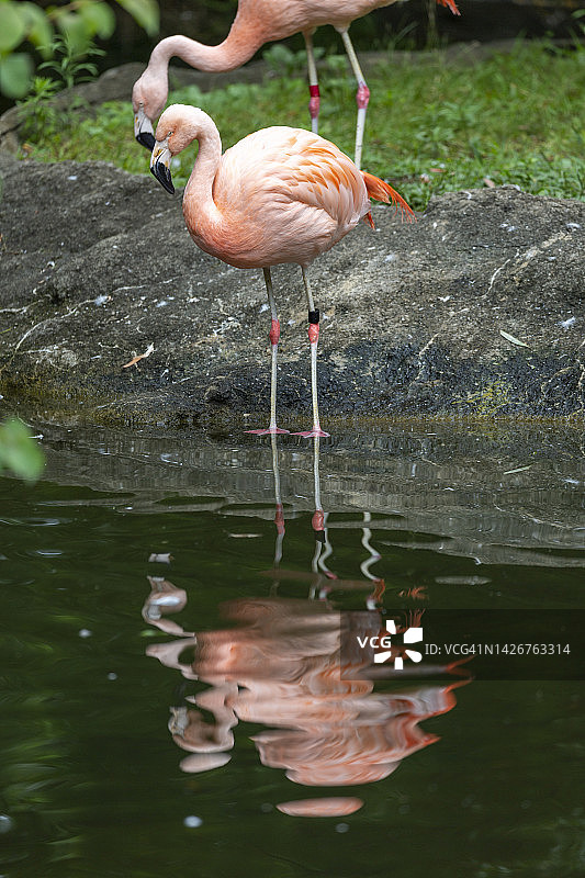 智利火烈鸟图片素材