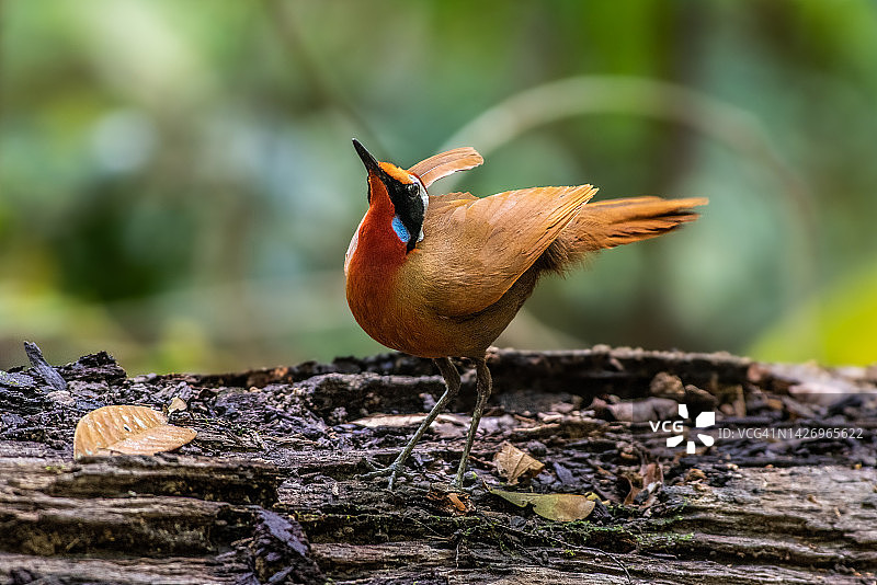 马来西亚鸟类图片素材