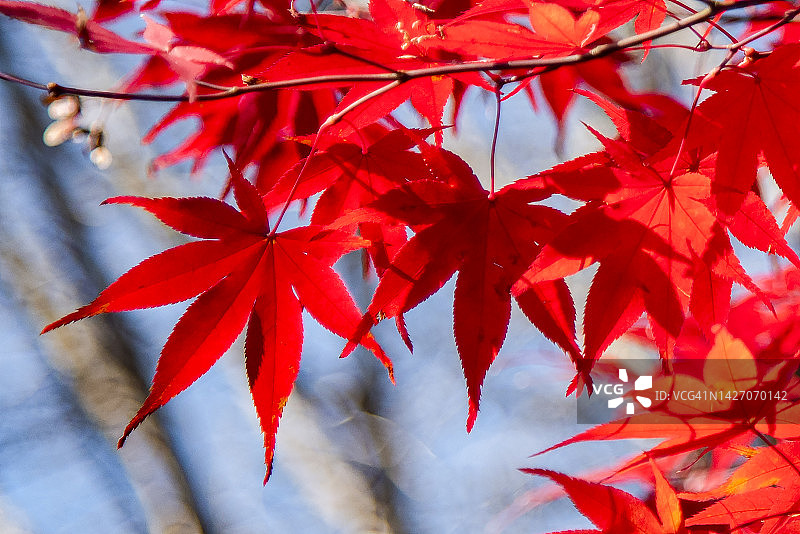 秋季的红色枫叶，京都，日本图片素材