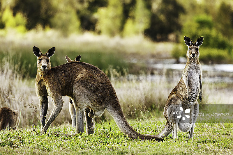 东部灰袋鼠图片素材