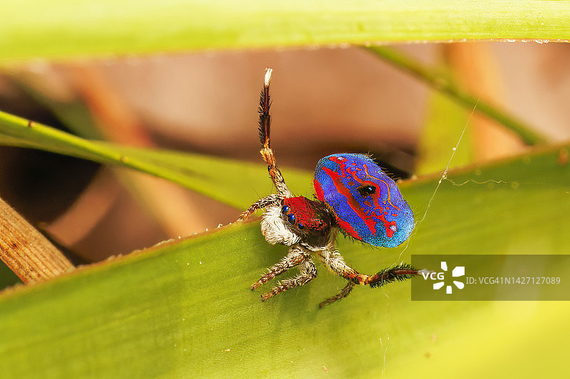 跳舞的雄性孔雀蜘蛛(Maratus gemmifer)图片素材