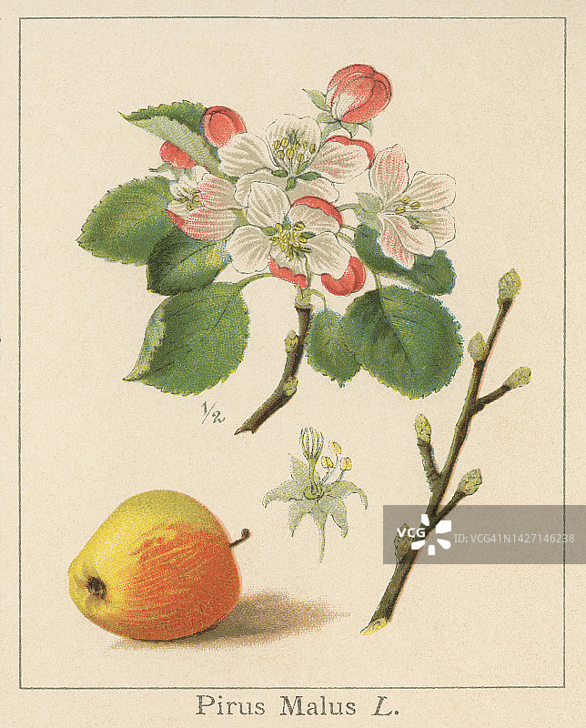 苹果树老式彩色石印插图图片素材