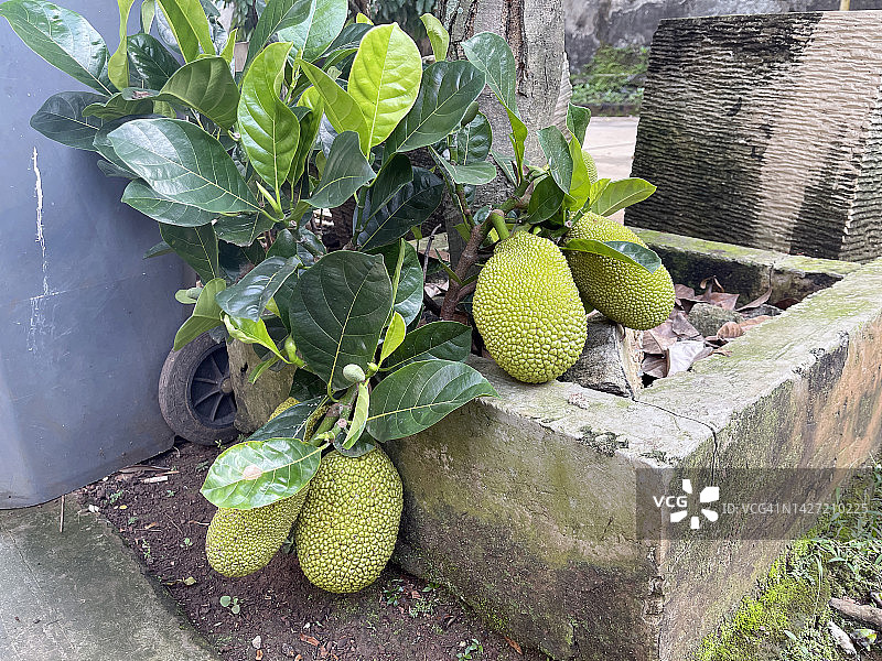 低矮的菠萝蜜图片素材