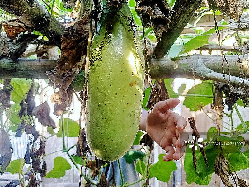 用手从树上摘绿南瓜图片素材