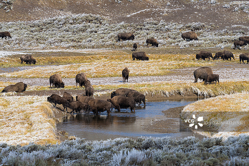黄石国家公园：雪地里野牛群穿过小溪图片素材