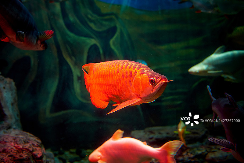 红色金龙鱼图片素材