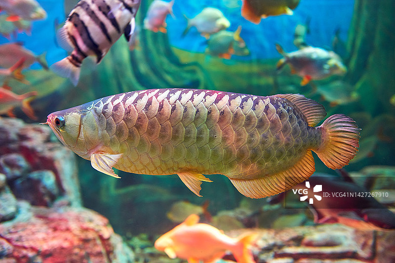 美丽的亚洲龙鱼和热带淡水鱼图片素材
