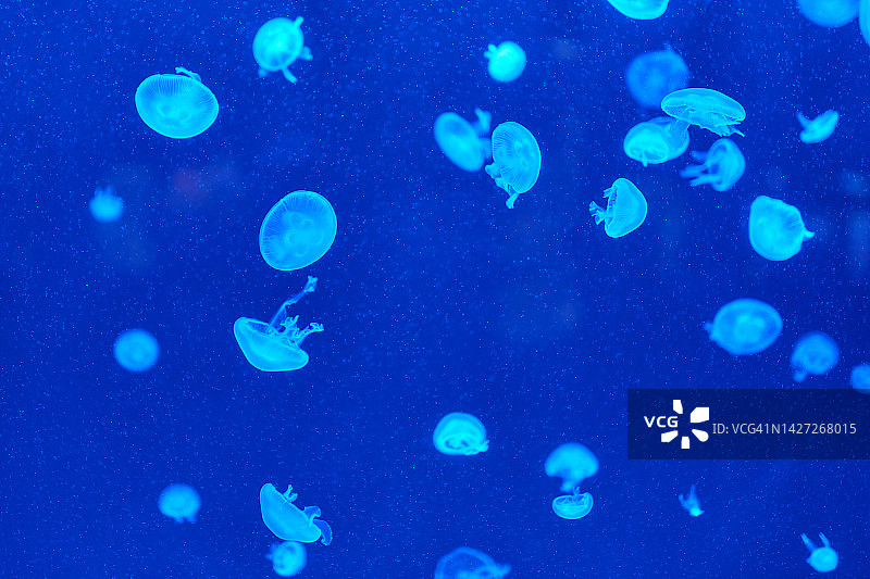 蓝色水母背景图片素材