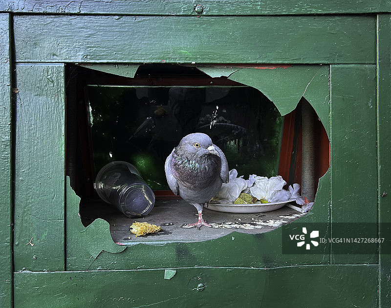鸽子在报刊亭筑巢图片素材