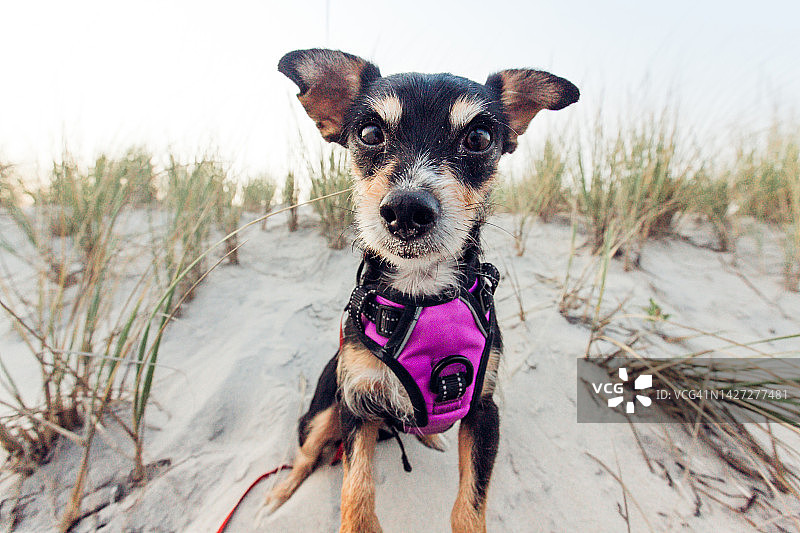 沙滩上的可爱狗狗，看向镜头的吉娃娃小狗图片素材
