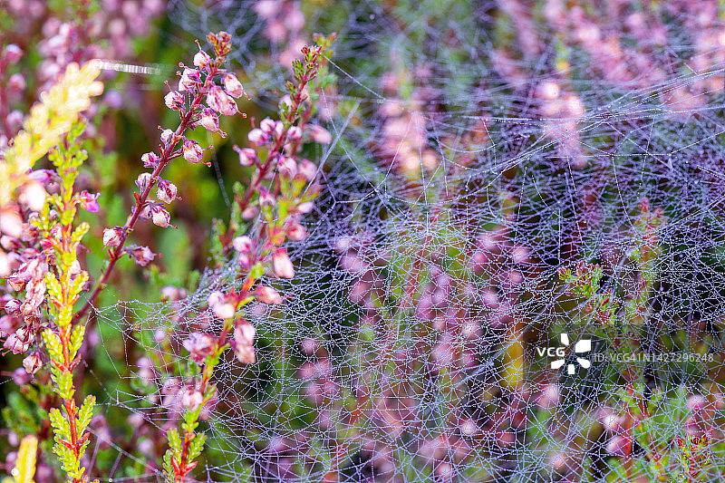 石楠花上的露珠和蜘蛛网图片素材