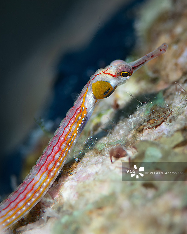 红海埃及软珊瑚上的颊纹海龙图片素材