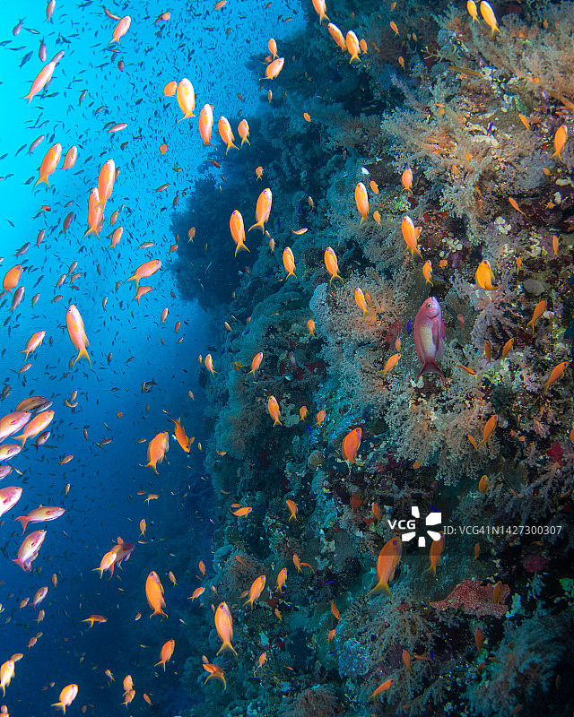 埃及红海中的彩色花鮨图片素材