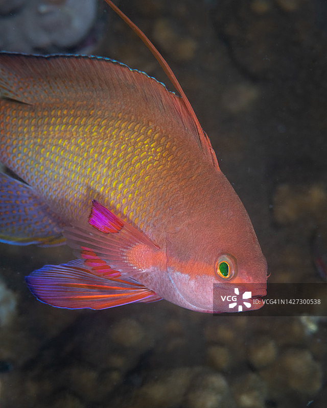 埃及红海中色彩鲜艳的安蒂亚鱼图片素材