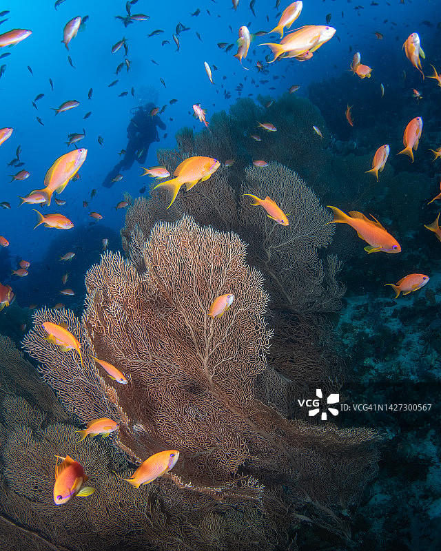 埃及红海中的彩色花鮨图片素材