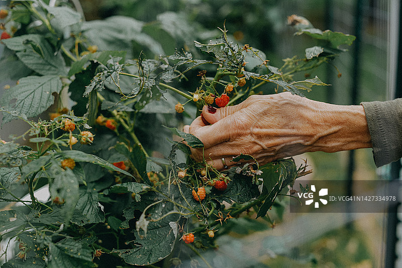 手摘覆盆子图片素材