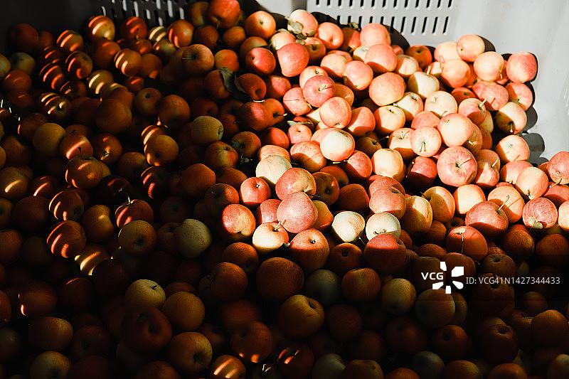 箱子里的苹果图片素材