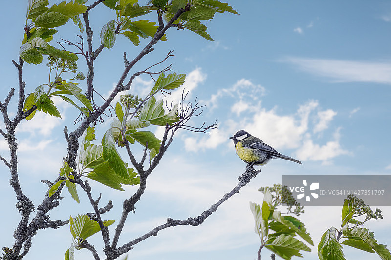 秋日树上的山雀图片素材