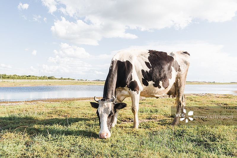 草地上的奶牛图片素材
