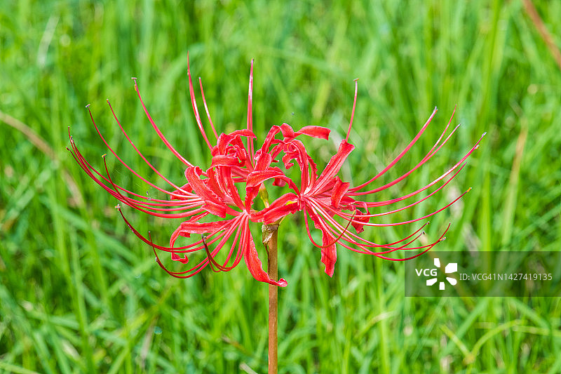 绿色背景下的单支红色彼岸花图片素材