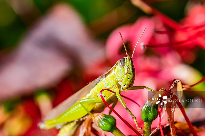 红色蜘蛛百合上的蚱蜢图片素材